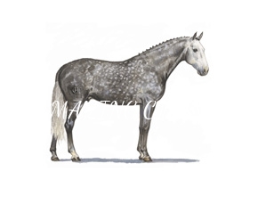 cavalos/coudelarias_lusitano/mini/casquinha.jpg