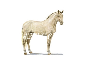 cavalos/coudelarias_lusitano/mini/fundador.jpg