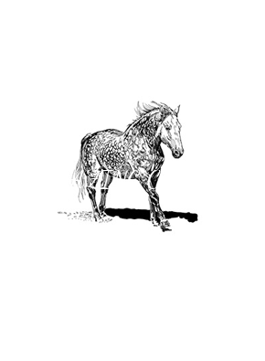 cavalos/alegria_cavalo_lusitano/mini/lusitano_c_1461064928.png