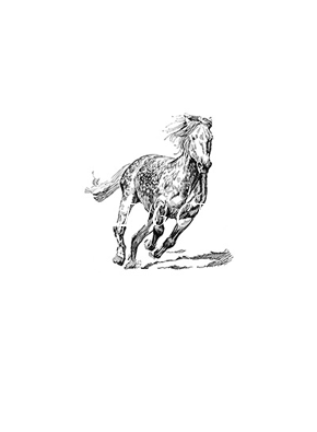 cavalos/alegria_cavalo_lusitano/mini/lusitano_d_1461064928.png