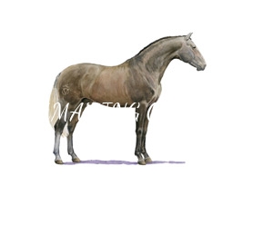 cavalos/coudelarias_lusitano/mini/ornellas_vasconcellos.jpg